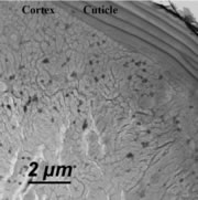 Section de cheveu vue au microscope électronique perpendiculaire aux alignements de nanocristaux de PbS.