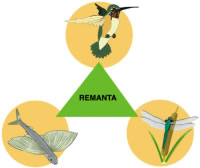 Le projet REMANTA s'inspire de la nature pour concevoir des drones à ailes battantes