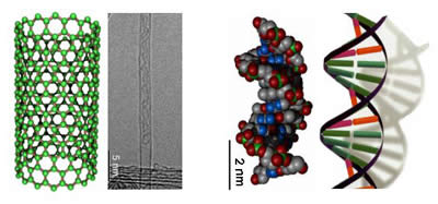 A gauche, un nanotube monofeuillet et sa structure moléculaire. A droite, la double hélice de l'ADN. Les dimensions sont comparables. 