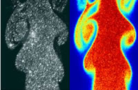 Les mesures simultanées des fluctuations de vitesse (par imagerie de particules - PIV) et de température (par fluorescence induite par laser - PLIF) permettent de déterminer les transferts de chaleur dus à la turbulence (turbulence thermique). 