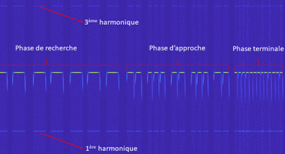 Représentation temps-fréquence d'une séquence de signaux simulés de chauve-souris, modélisés à partir de signaux réels